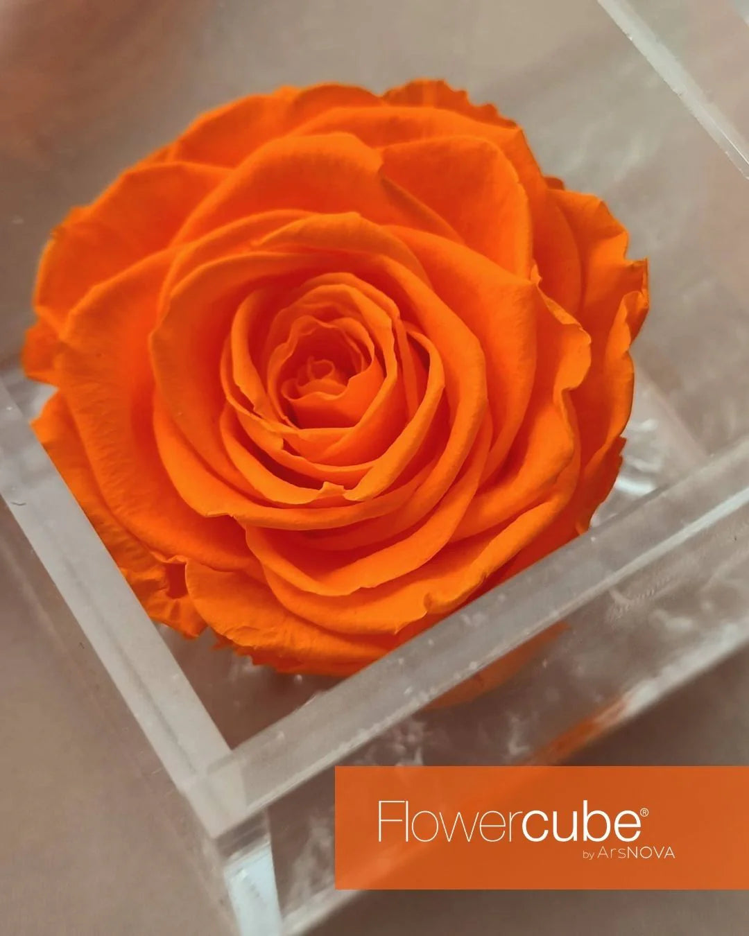 Flowercube Rosa + Packaging - Arancio