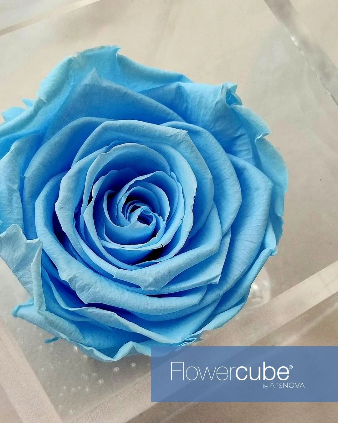Flowercube Rosa + Packaging - Azzurro