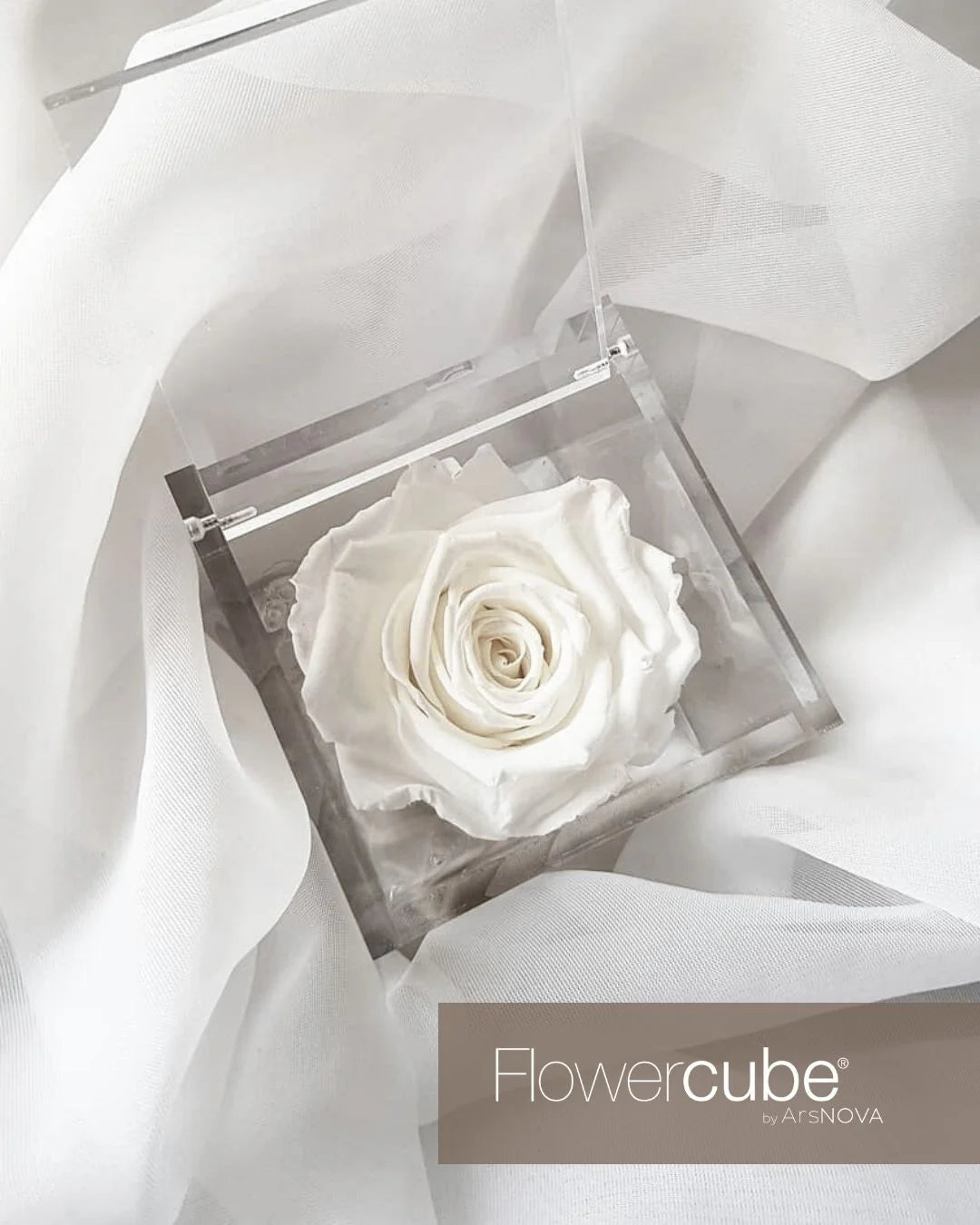 Flowercube Rosa + Packaging - Bianco