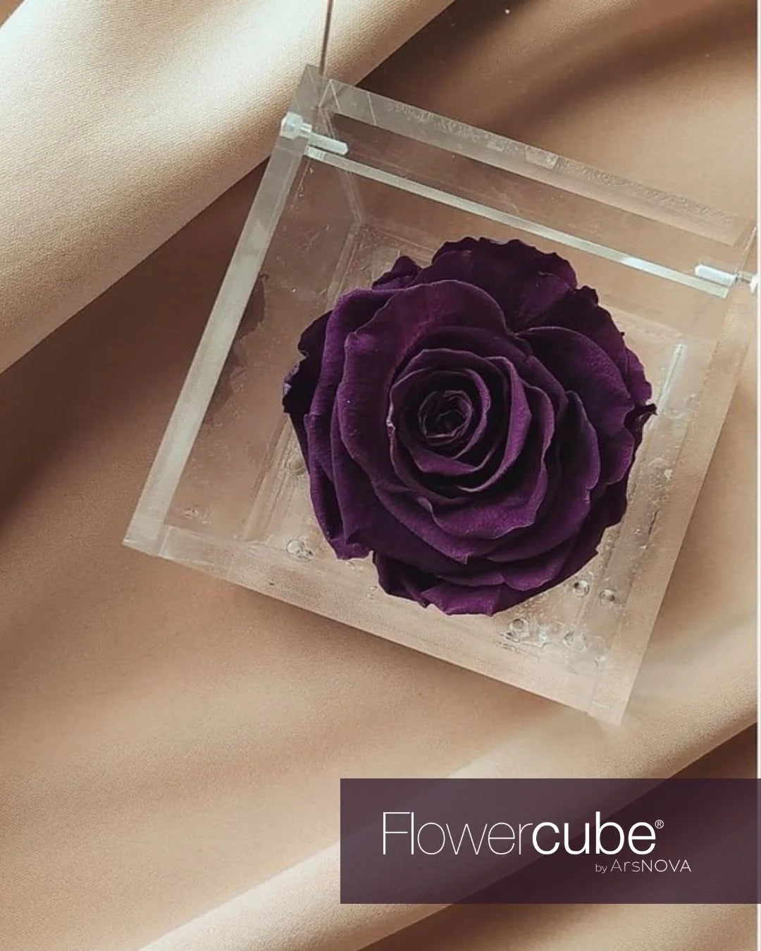 Flowercube Rosa + Packaging - Viola