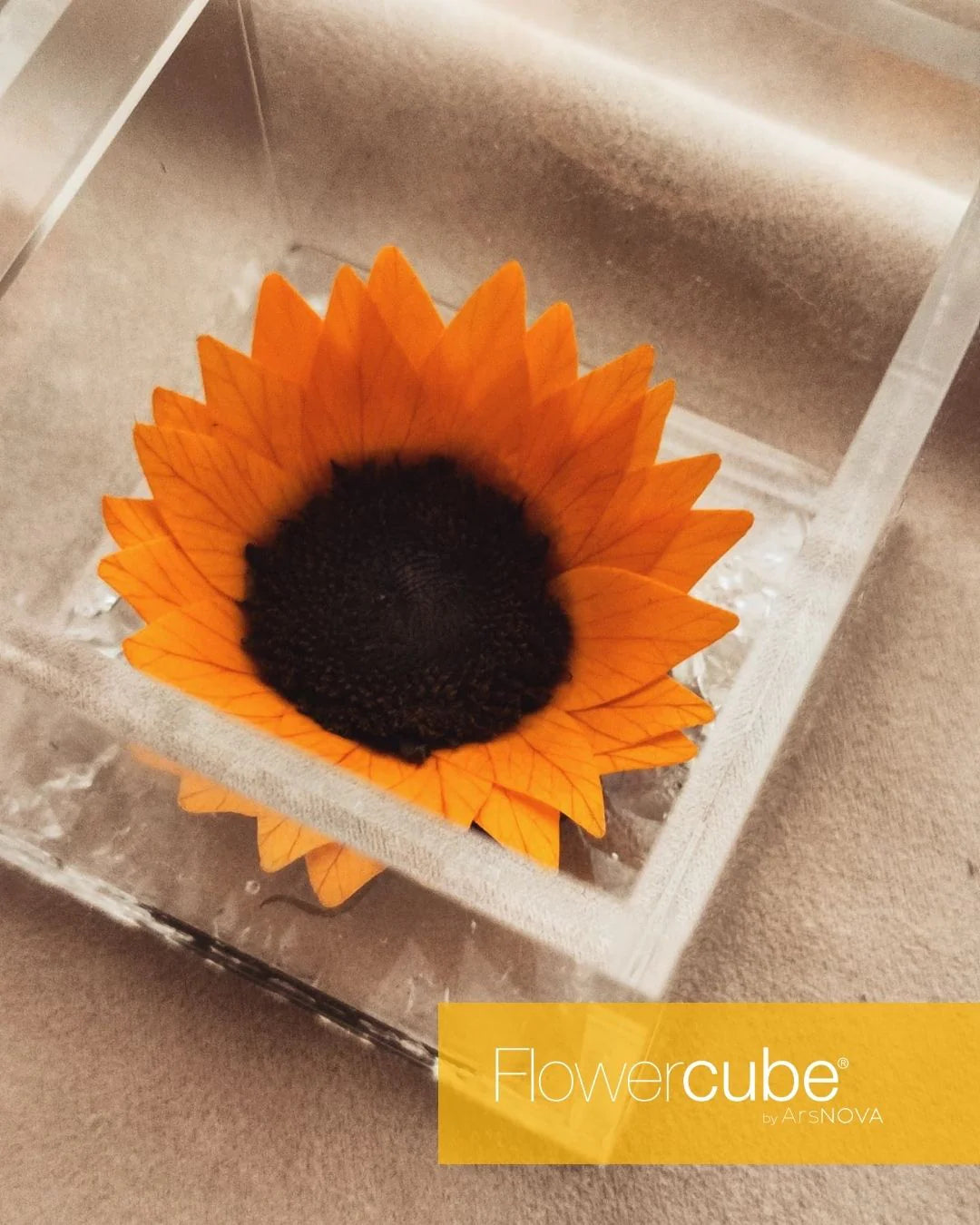 Flowercube Special Ed. Girasole + Packaging