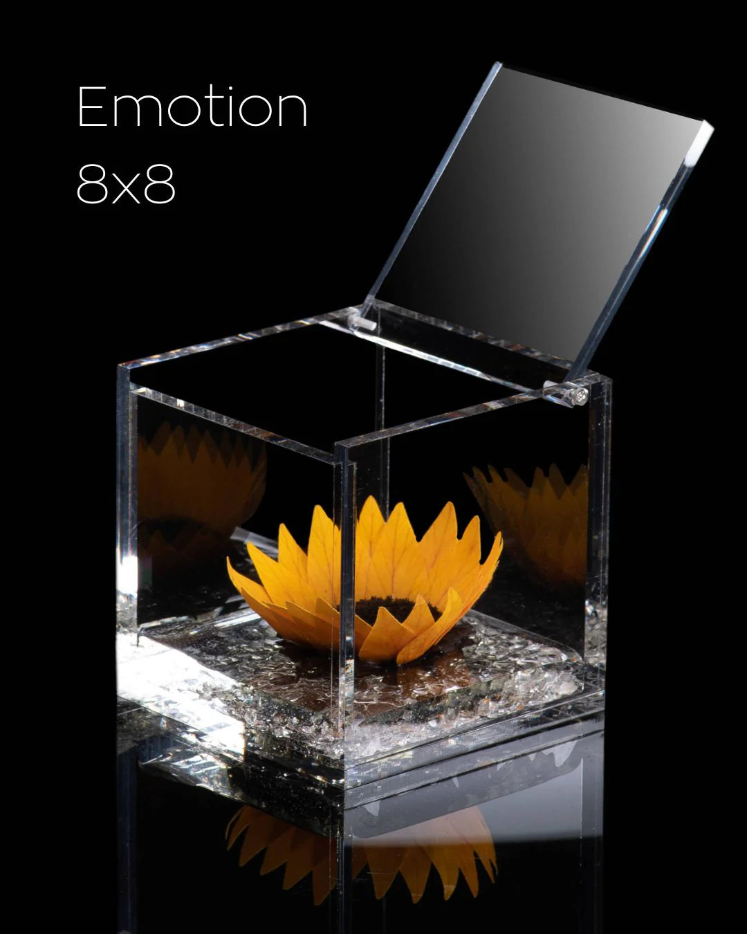 Flowercube Special Ed. Girasole + Packaging