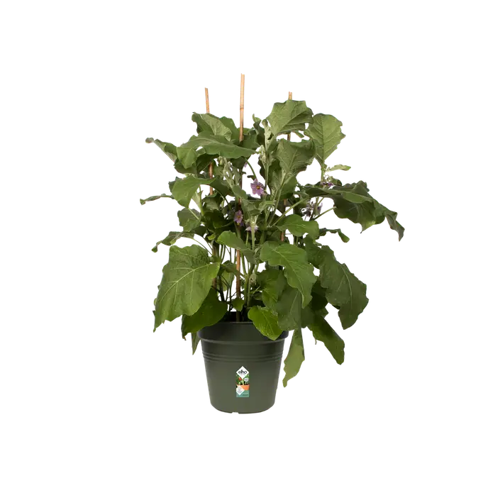 Green Basics Growpot Leaf Verde