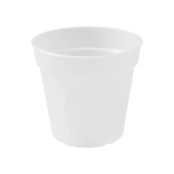 Green Basics Orchid Trasparente