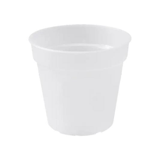 Green Basics Orchid Trasparente