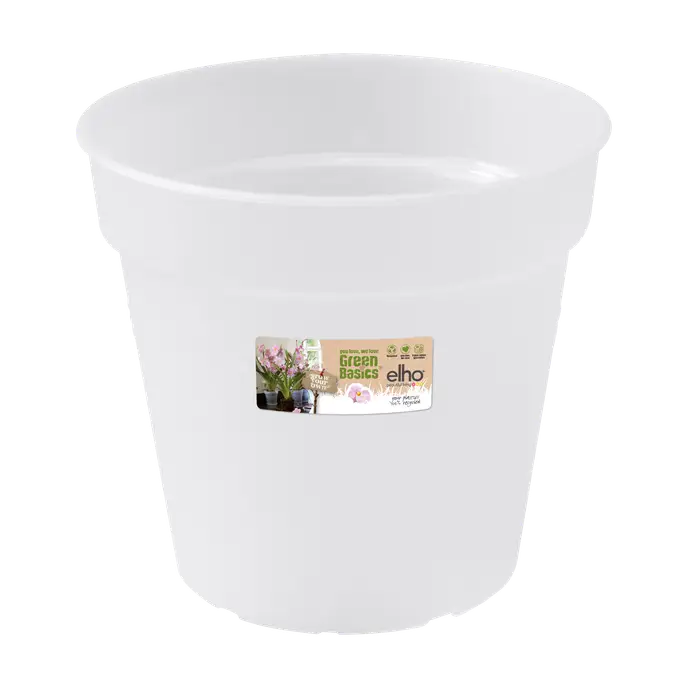 Green Basics Orchid Trasparente