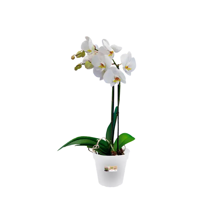 Green Basics Orchid Trasparente