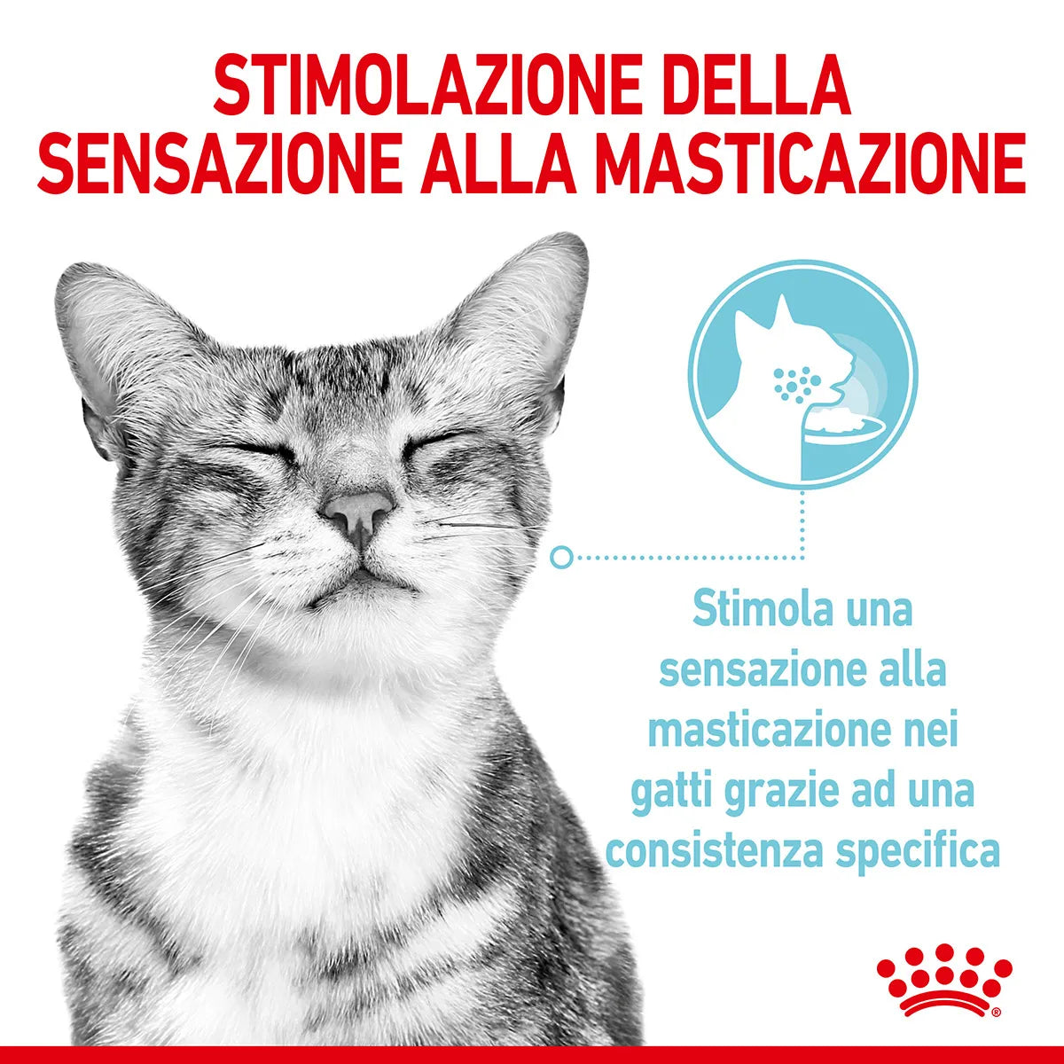 Royal Canin Sensory Feel In Salsa
