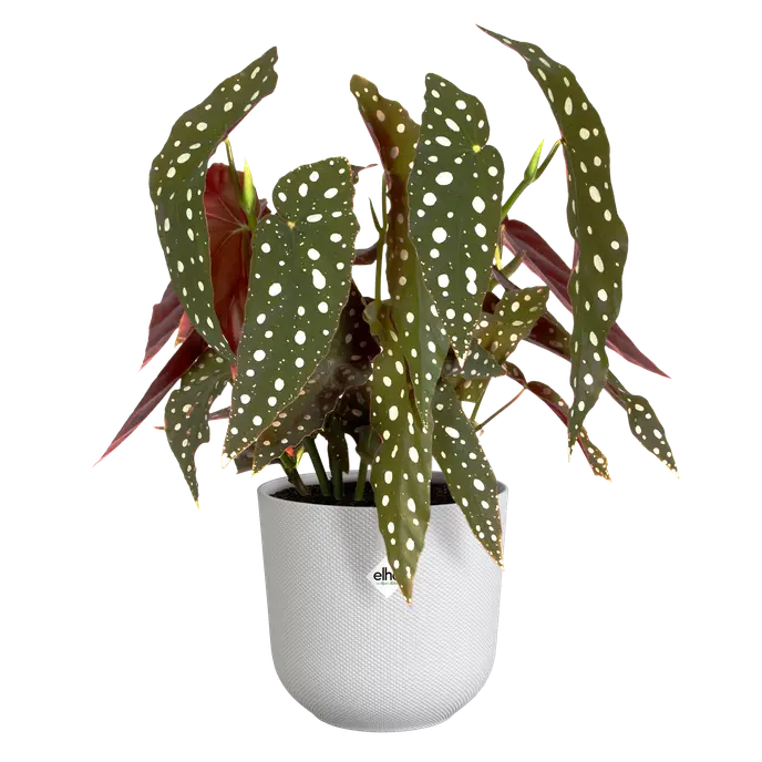 Jazz Round Silky White