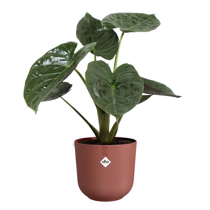 Jazz Round Rosso Toscano