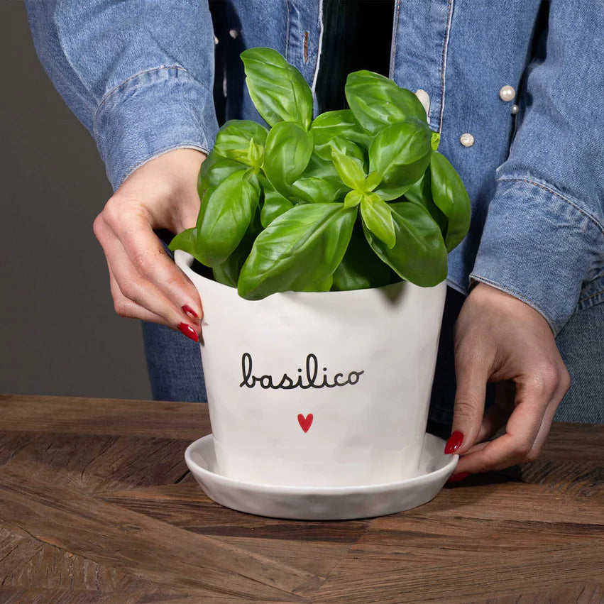 Vaso D15x12cm Basilico Cuore