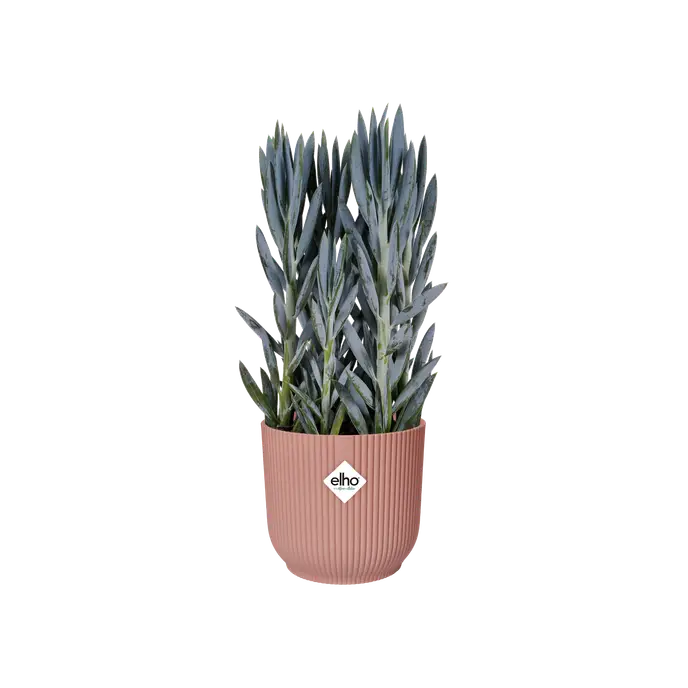 Vibes Fold Round Delicate Pink