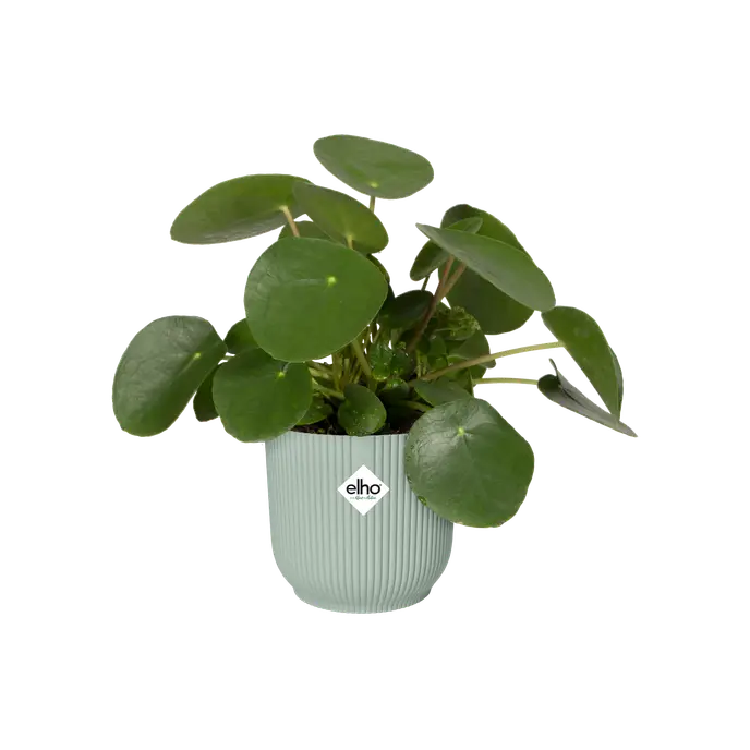 Vibes Fold Round Verde Sorbetto