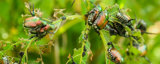Popillia japonica: una minaccia silenziosa per l’ambiente e l’agricoltura