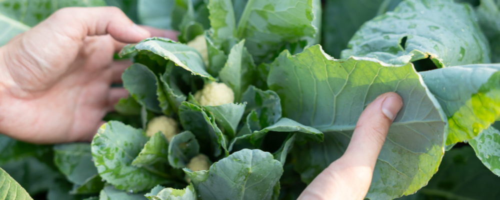 Novembre: I lavori del mese