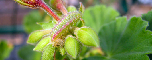 La farfalla dei gerani