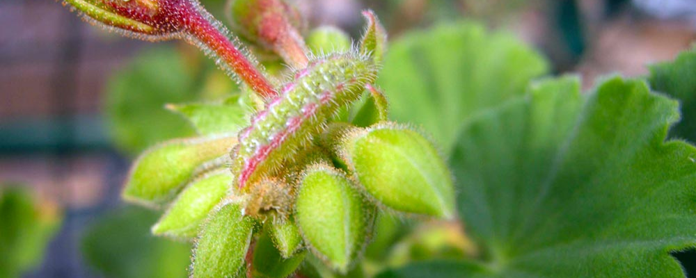 La farfalla dei gerani