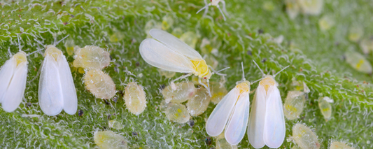 Mosca Bianca
