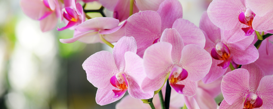 Orchidea Phalaenopsis