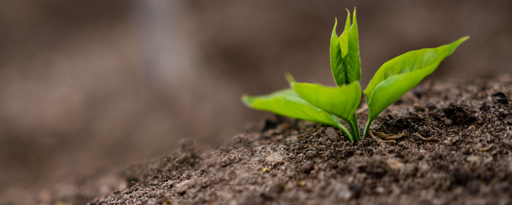 Come scegliere il terriccio giusto