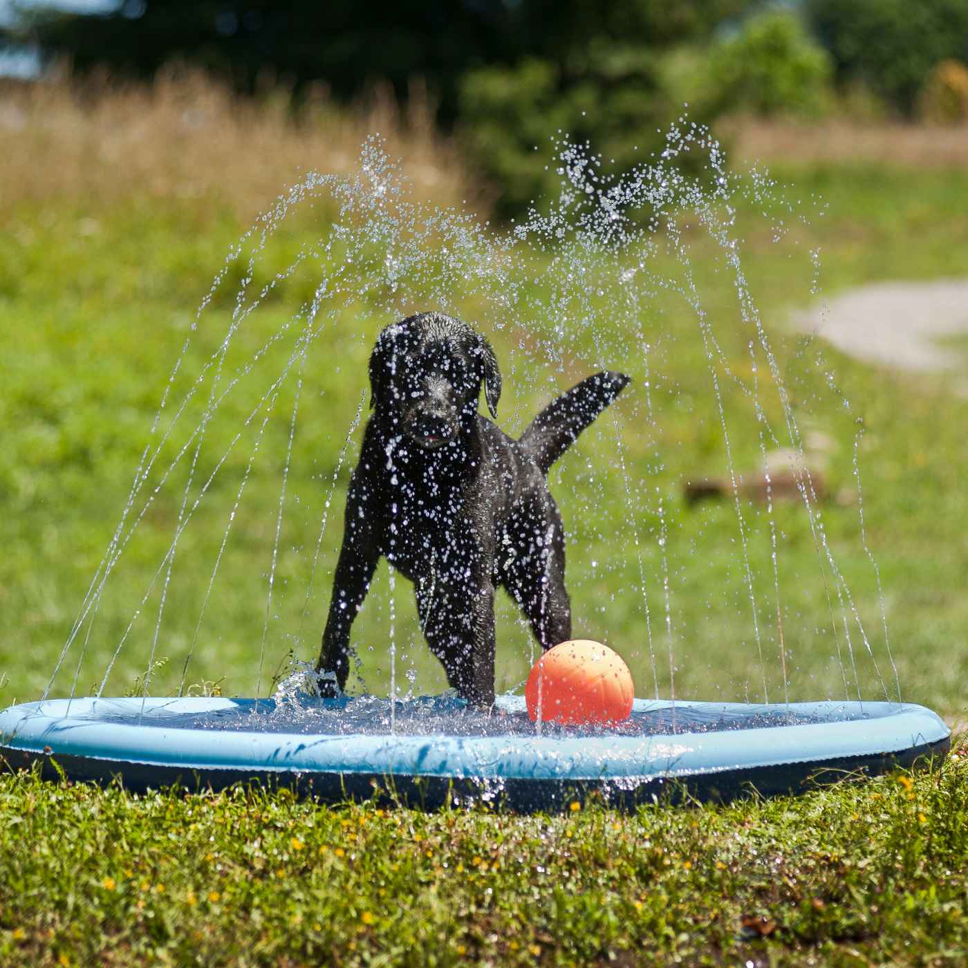 Fb piscina splash per cani