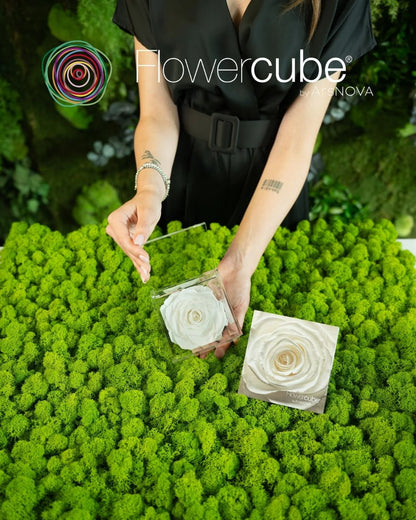 Flowercube Rosa + Packaging - Bianco