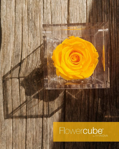 Flowercube Rosa + Packaging - Giallo