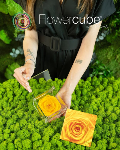 Flowercube Rosa + Packaging - Giallo