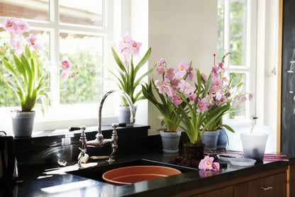 Green Basics Orchid Trasparente