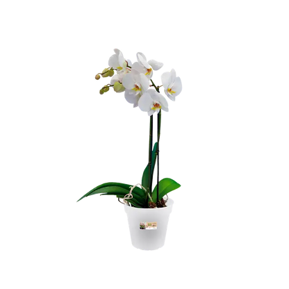 Green Basics Orchid Trasparente