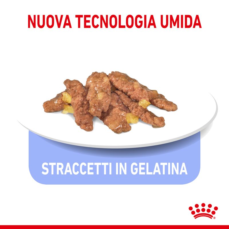 Royal Canin Indoor In Gelatina