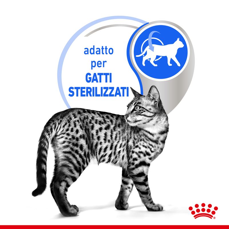 Royal Canin Indoor In Gelatina