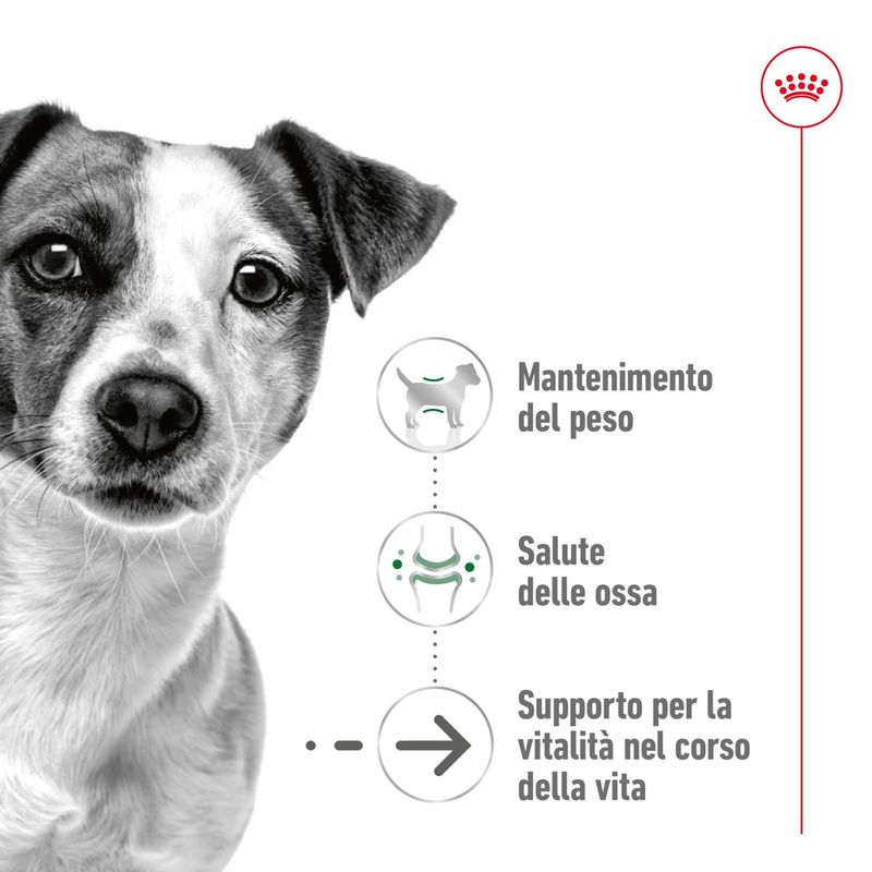 Royal Canin Mini Ageing