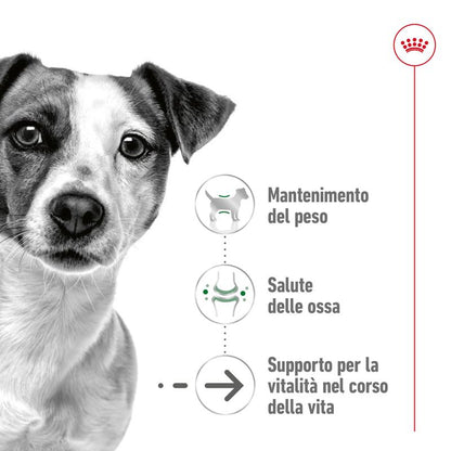 Royal Canin Mini Ageing