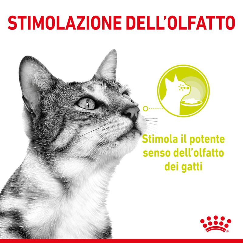 Royal Canin Sensory Smell In Salsa