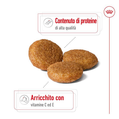 Royal Canin Medium Adult