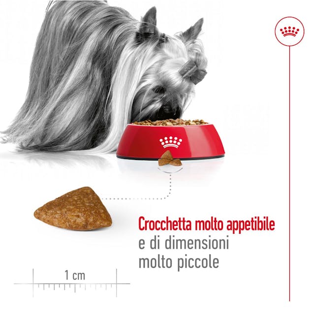 Royal Canin X-Small Ageing 12+