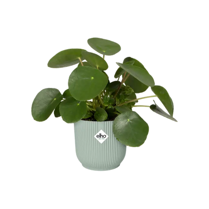 Vibes Fold Round Verde Sorbetto