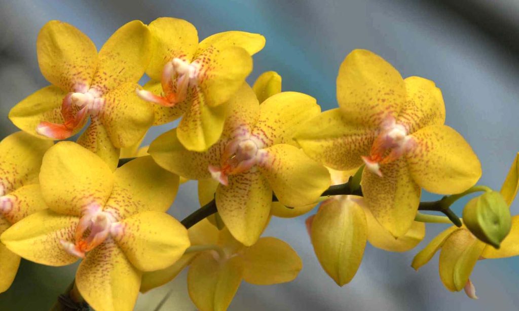 garden tuttoverde orchidea07